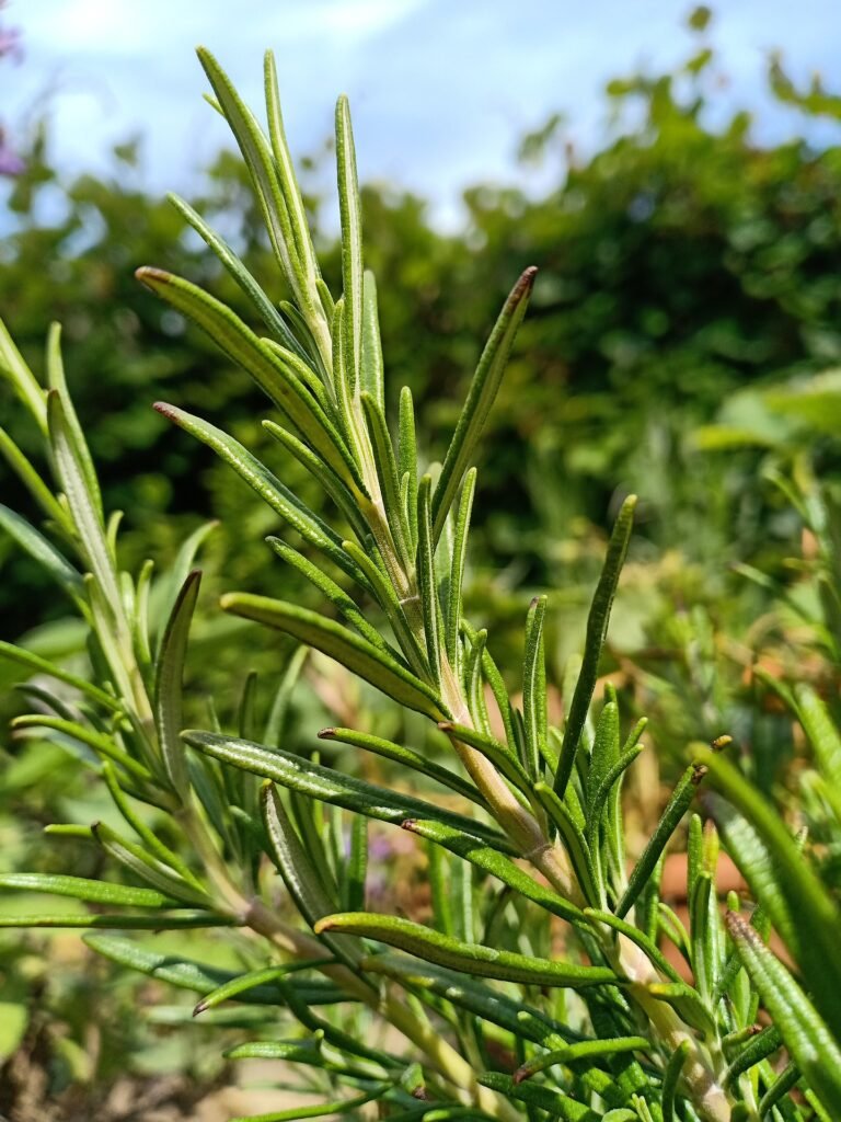 Rosemary Water